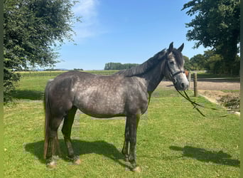 Meer warmbloeden, Merrie, 5 Jaar, 158 cm, Blauwschimmel