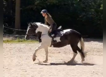 Meer warmbloeden, Merrie, 5 Jaar, 159 cm, Gevlekt-paard