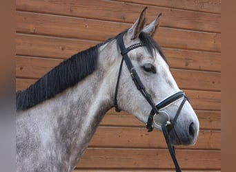 Meer warmbloeden, Merrie, 5 Jaar, 160 cm, Appelschimmel