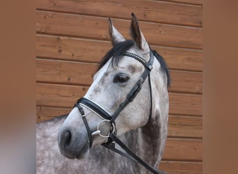 Meer warmbloeden, Merrie, 5 Jaar, 160 cm, Appelschimmel