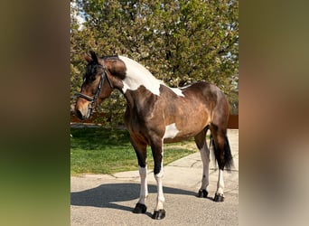 Meer warmbloeden, Merrie, 5 Jaar, 160 cm, Gevlekt-paard