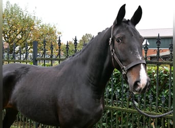 Meer warmbloeden, Merrie, 5 Jaar, 160 cm