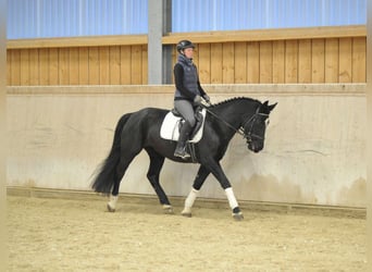 Meer warmbloeden, Merrie, 5 Jaar, 160 cm, Zwart