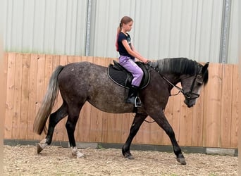 Meer warmbloeden, Merrie, 5 Jaar, 163 cm, Appelschimmel