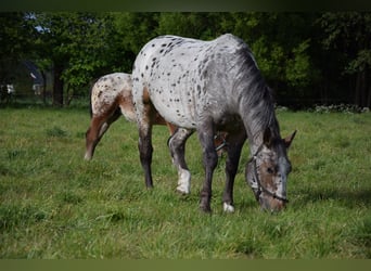 Meer warmbloeden, Merrie, 5 Jaar, 164 cm, Appaloosa