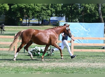 Meer warmbloeden, Merrie, 5 Jaar, 164 cm, Vos