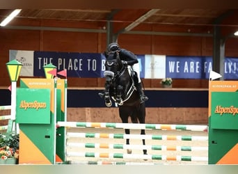 Meer warmbloeden, Merrie, 5 Jaar, 164 cm, Zwart