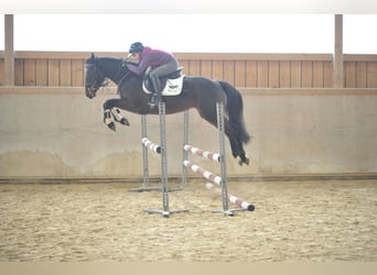 Meer warmbloeden, Merrie, 5 Jaar, 165 cm, Donkerbruin