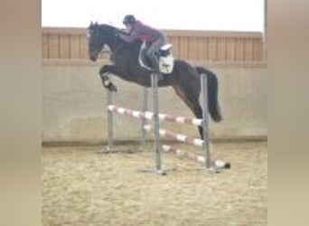 Meer warmbloeden, Merrie, 5 Jaar, 165 cm, Donkerbruin