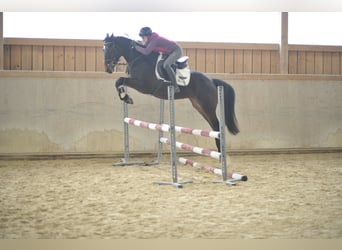 Meer warmbloeden, Merrie, 5 Jaar, 165 cm, Donkerbruin