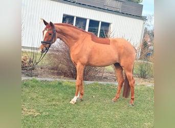 Meer warmbloeden, Merrie, 5 Jaar, 165 cm, Vos