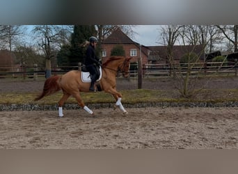 Meer warmbloeden, Merrie, 5 Jaar, 165 cm, Vos