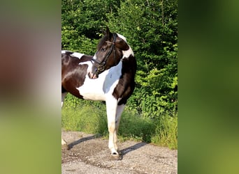 Meer warmbloeden, Merrie, 5 Jaar, 166 cm, Gevlekt-paard