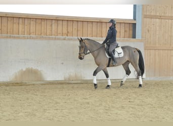 Meer warmbloeden, Merrie, 5 Jaar, 167 cm