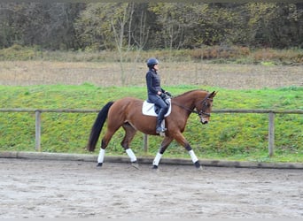 Meer warmbloeden, Merrie, 5 Jaar, 168 cm, Bruin