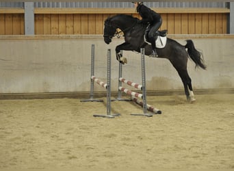 Meer warmbloeden, Merrie, 5 Jaar, 168 cm, Zwart