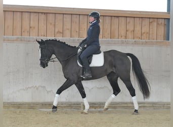 Meer warmbloeden, Merrie, 5 Jaar, 168 cm, Zwart