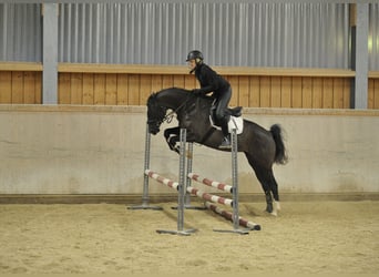 Meer warmbloeden, Merrie, 5 Jaar, 168 cm, Zwart