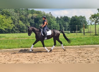 Meer warmbloeden, Merrie, 5 Jaar, 169 cm, Zwart