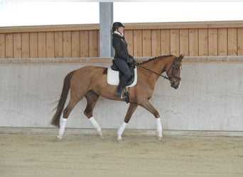 Meer warmbloeden, Merrie, 5 Jaar, 170 cm, Vos