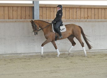 Meer warmbloeden, Merrie, 5 Jaar, 170 cm, Vos