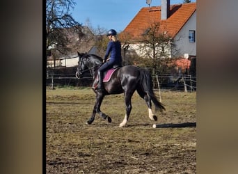 Meer warmbloeden, Merrie, 5 Jaar, 171 cm, Zwart