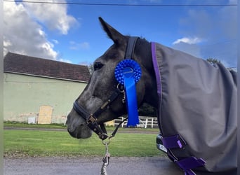 Meer warmbloeden, Merrie, 5 Jaar, 172 cm, Zwart