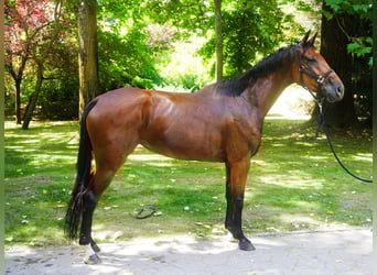 Meer warmbloeden, Merrie, 5 Jaar, 173 cm, Bruin