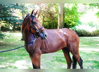 Meer warmbloeden, Merrie, 5 Jaar, 173 cm, Bruin