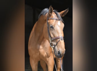 Meer warmbloeden, Merrie, 5 Jaar, 180 cm, Bruin