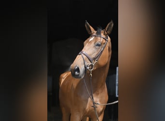 Meer warmbloeden, Merrie, 5 Jaar, 180 cm, Bruin