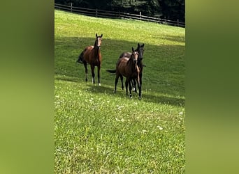 Meer warmbloeden, Merrie, 5 Jaar, Bruin