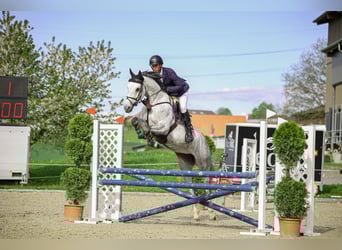 Meer warmbloeden, Merrie, 5 Jaar, Schimmel