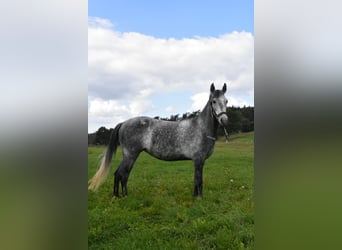 Meer warmbloeden Mix, Merrie, 6 Jaar, 142 cm, Appelschimmel