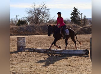 Meer warmbloeden, Merrie, 6 Jaar, 142 cm, Zwart