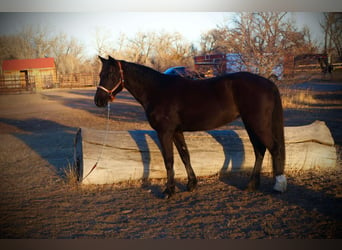 Meer warmbloeden, Merrie, 6 Jaar, 142 cm, Zwart