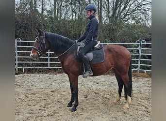 Meer warmbloeden, Merrie, 6 Jaar, 152 cm, Bruin