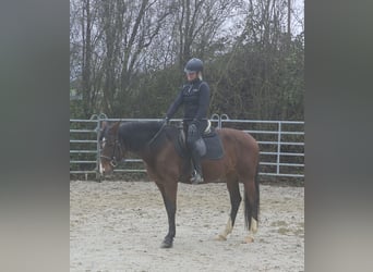 Meer warmbloeden, Merrie, 6 Jaar, 152 cm, Bruin