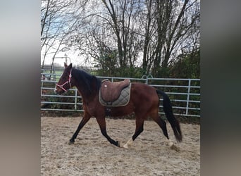 Meer warmbloeden, Merrie, 6 Jaar, 152 cm, Bruin