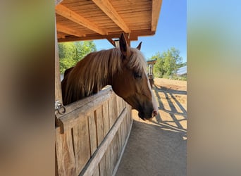 Meer warmbloeden Mix, Merrie, 6 Jaar, 152 cm, Palomino