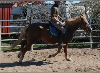 Meer warmbloeden Mix, Merrie, 6 Jaar, 153 cm, Vos