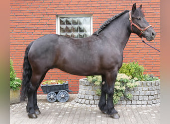 Meer warmbloeden, Merrie, 6 Jaar, 155 cm, Zwart