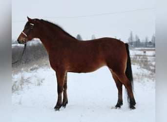 Meer warmbloeden, Merrie, 6 Jaar, 160 cm, Bruin