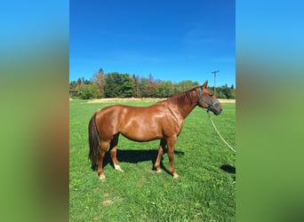 Meer warmbloeden Mix, Merrie, 6 Jaar, 160 cm, Donkere-vos