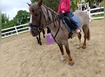 Meer warmbloeden, Merrie, 6 Jaar, 160 cm, Roan-Red