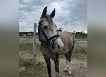 Meer warmbloeden Mix, Merrie, 6 Jaar, 160 cm, Schimmel