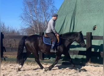 Meer warmbloeden Mix, Merrie, 6 Jaar, 160 cm, Zwart