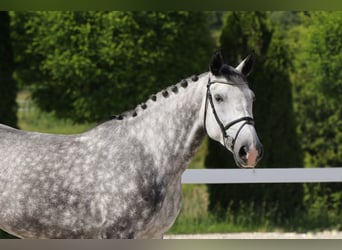 Meer warmbloeden, Merrie, 6 Jaar, 162 cm, Schimmel