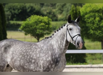 Meer warmbloeden, Merrie, 6 Jaar, 162 cm, Schimmel