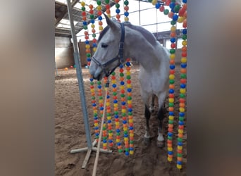 Meer warmbloeden, Merrie, 6 Jaar, 164 cm, Schimmel